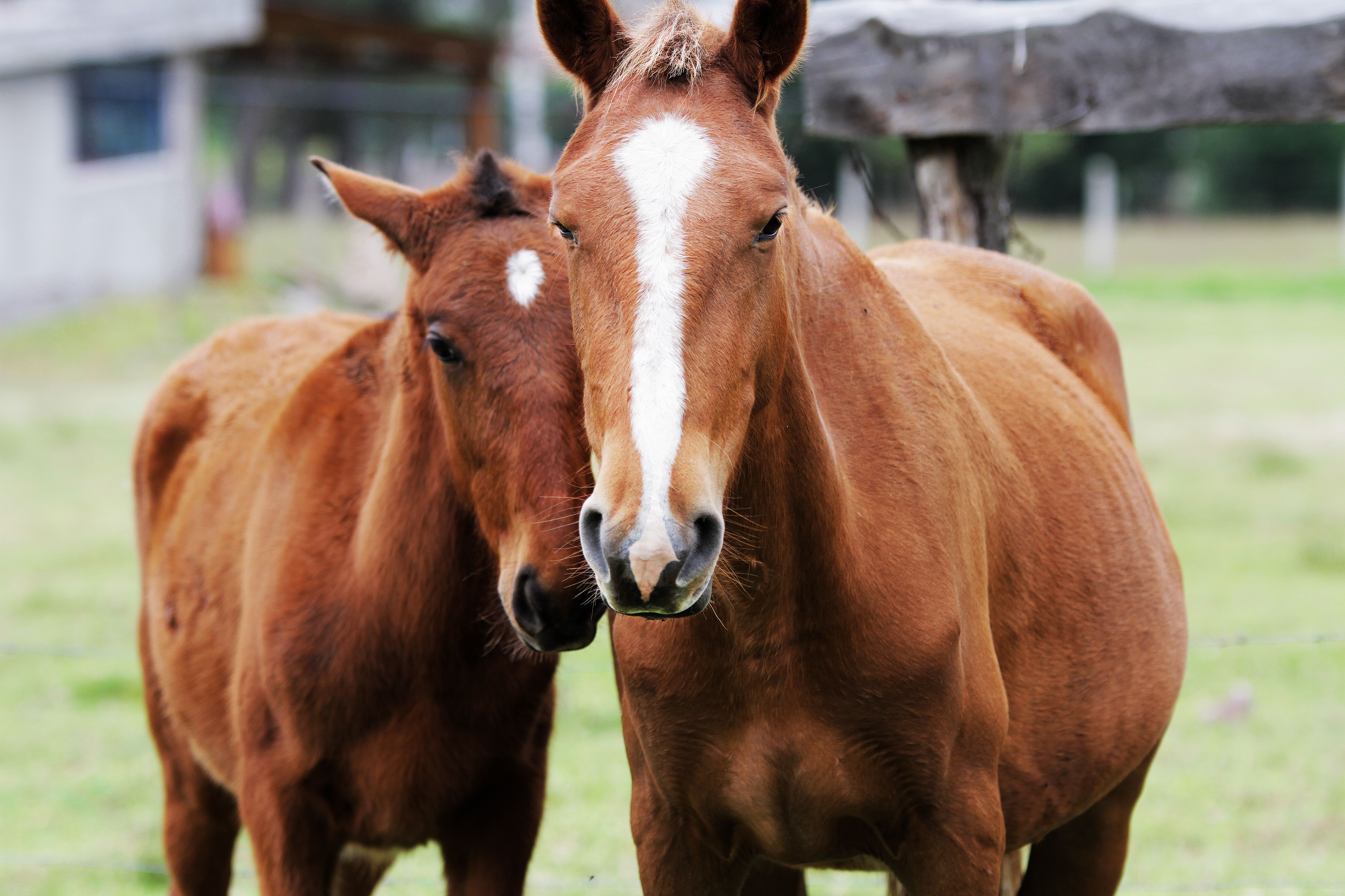 Animal Breeding