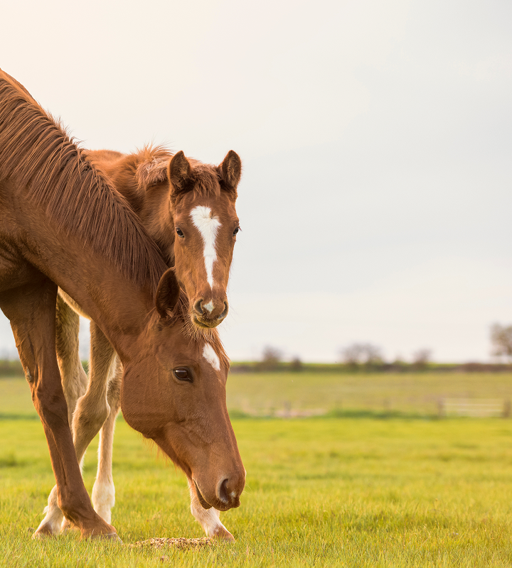Animal Breeding